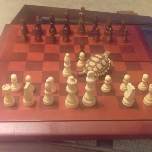 Abandoned attempt to train a tortoise to play chess